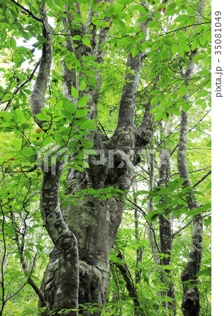 ブナのあがりこ　只見町真奈川 35081049