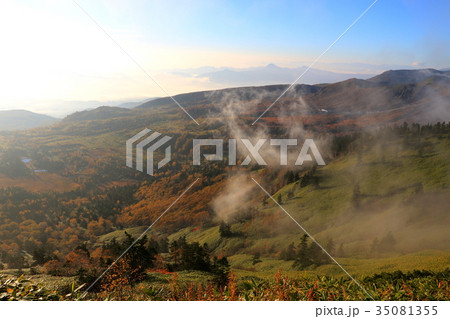 芳ヶ平（渋峠より）（秋の早朝） 35081355