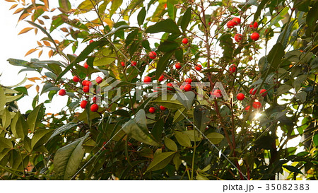 16:9　色づいたナンテンの実 35082383