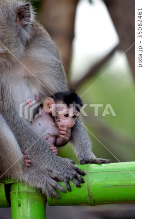 Java monkey in mangrove forest 35082461