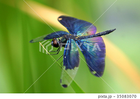 美しいチョウトンボ 35083070