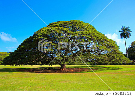モンキーポッドの木 35083212