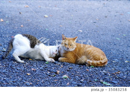 公園で出合う猫たち　茶トラに甘えるキジトラ白　c-4  寝転ぶ 35083258