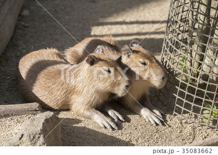 仲良しのカピバラたち 35083662