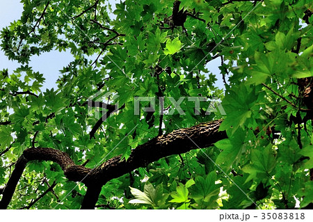 ハリギリ 35083818