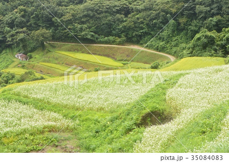 ソバ畑(岩首昇竜棚田/新潟県佐渡市岩首地区) ソバ畑(岩首昇竜棚田/新潟県佐渡市岩首地区) 35084083