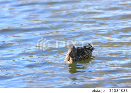 ハシビロガモ ハシビロガモ 35084388