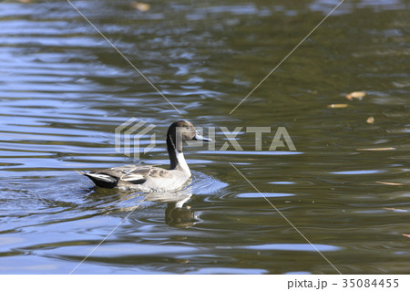 オナガガモ オナガガモ 35084455