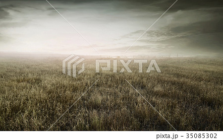 Landscape view of wild dry grass bounded Landscape view of wild dry grass bounded 35085302