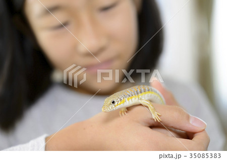 手に乗るトカゲ（ペット） 35085383
