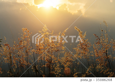 Flower grass with sunlight. 35086268