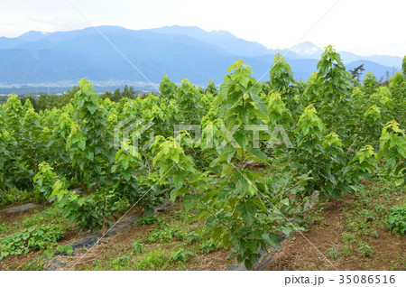 山梨県甲斐市農の駅付近の秋は 山梨県甲斐市農の駅付近の秋は 35086516