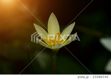Beautiful rain lily flower. Beautiful rain lily flower. 35086540