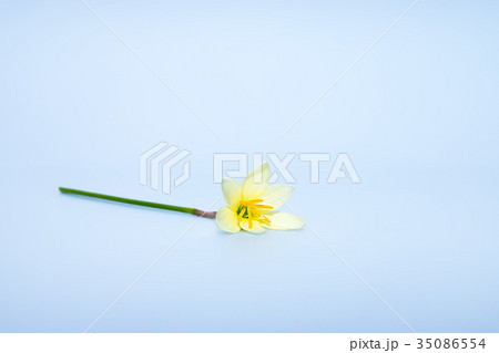 Beautiful rain lily flower. 35086554
