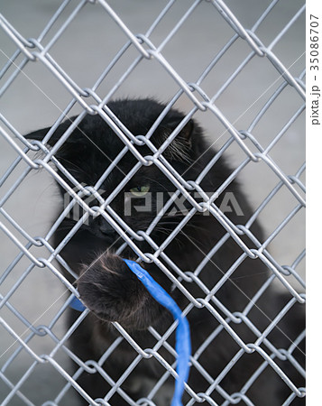 Black cat are playing behind the fence. 35086707
