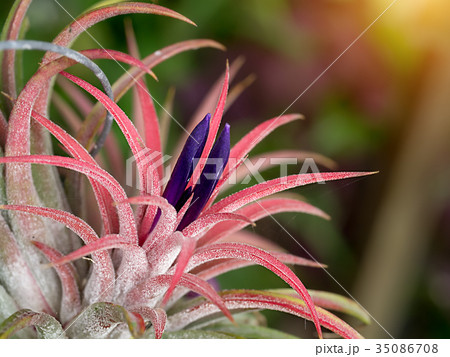 tillandsia flower air plant. 35086708