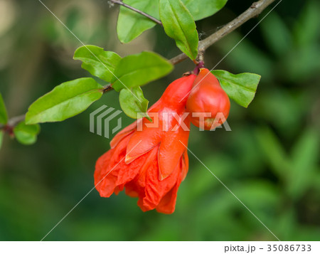 The flower of Pomegranate fruit. The flower of Pomegranate fruit. 35086733