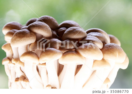 きのこ・ブナしめじ 35086770