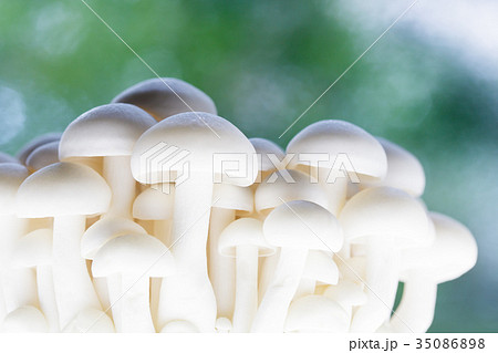 きのこ・ブナピー 35086898