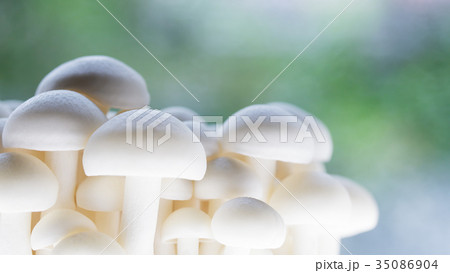 きのこ・ブナピー 35086904