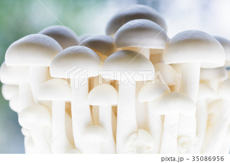 きのこ・ブナピー 35086956