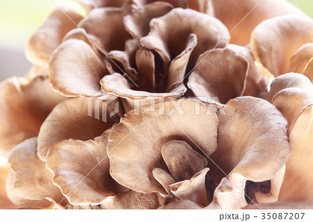 きのこ・マイタケ 35087207