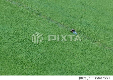 緑色 緑 グリーン 35087551