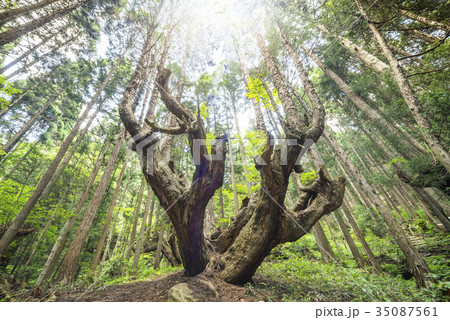 光を受ける株杉の森 35087561