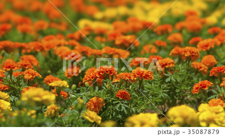 花壇の花々 STF 16:9 花壇の花々 STF 16:9 35087879