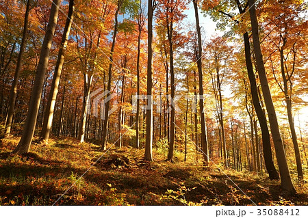 Autumn beech forest at sunrise 35088412