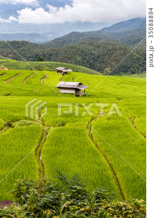 Green terraced rice field in pa pong piang Green terraced rice field in pa pong piang 35088894