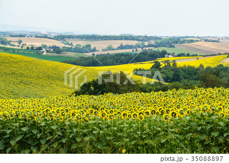 Field of sunflower  35088897