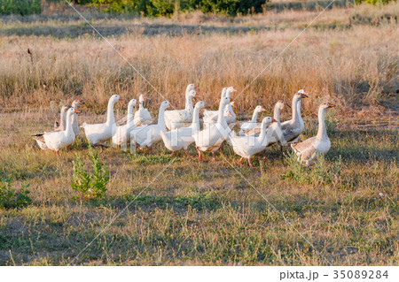 Flock of geese grazing on grass in summer field at 35089284