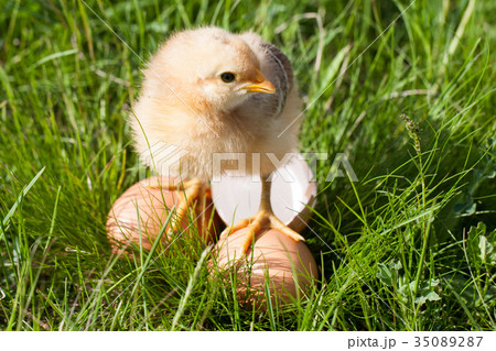 baby chicken with broken eggshell and eggs in the baby chicken with broken eggshell and eggs in the 35089287
