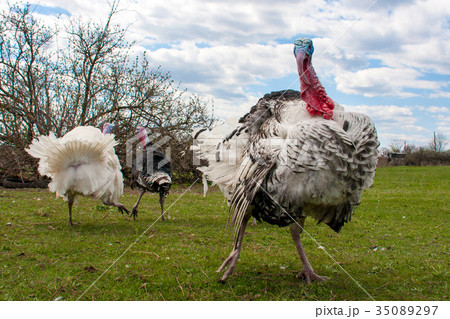 turkey male or gobbler closeup on green grass with turkey male or gobbler closeup on green grass with 35089297