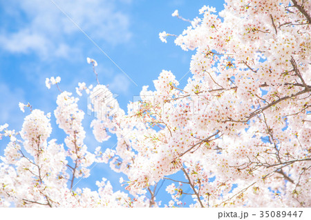 青空とサクラ 桜 さくら 染井吉野 ソメイヨシノ そめいよしの コピースペース 文字スペース 青空とサクラ 桜 さくら 染井吉野 ソメイヨシノ そめいよしの コピースペース 文字スペース 35089447