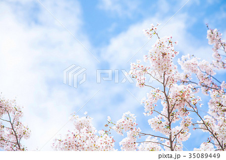 青空とサクラ 桜 さくら 染井吉野 ソメイヨシノ そめいよしの コピースペース 文字スペース 青空とサクラ 桜 さくら 染井吉野 ソメイヨシノ そめいよしの コピースペース 文字スペース 35089449