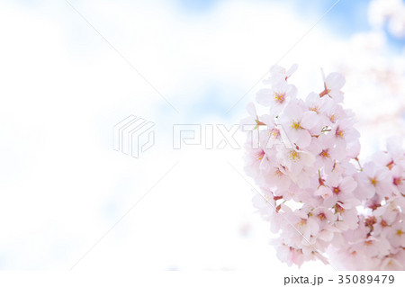 青空とサクラ　桜　さくら　染井吉野　ソメイヨシノ　そめいよしの　コピースペース　文字スペース 35089479