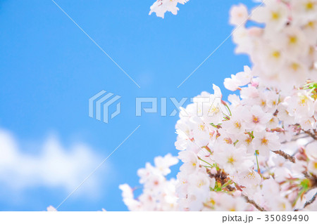 青空とサクラ　桜　さくら　染井吉野　ソメイヨシノ　そめいよしの　コピースペース　文字スペース 35089490