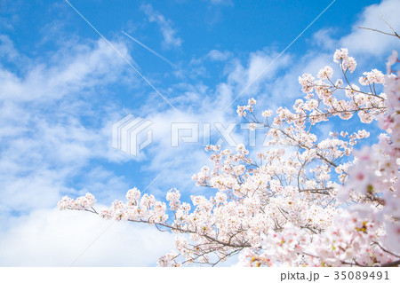 青空とサクラ　桜　さくら　染井吉野　ソメイヨシノ　そめいよしの　コピースペース　文字スペース 35089491