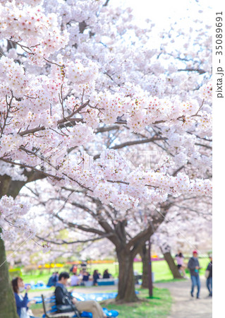 お花見をする人々　会社員　桜の季節　染井吉野　ソメイヨシノ　公園でお花見 35089691
