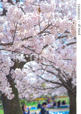 お花見をする人々　会社員　桜の季節　染井吉野　ソメイヨシノ　公園でお花見 35089693