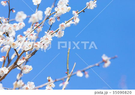 青い空と梅　空　白梅　白い梅の花　梅林　梅の林　たくさんの花　春の観光スポット 35090820