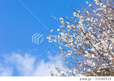 青い空と梅 空 白梅 白い梅の花 梅林 梅の林 たくさんの花 春の観光スポット 青い空と梅 空 白梅 白い梅の花 梅林 梅の林 たくさんの花 春の観光スポット 35090919