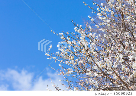 青い空と梅 空 白梅 白い梅の花 梅林 梅の林 たくさんの花 春の観光スポット 青い空と梅 空 白梅 白い梅の花 梅林 梅の林 たくさんの花 春の観光スポット 35090922