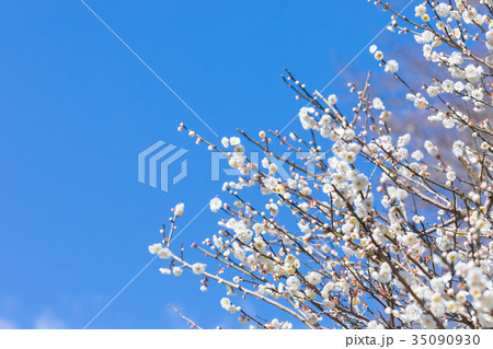 青い空と梅　空　白梅　白い梅の花　梅林　梅の林　たくさんの花　春の観光スポット 35090930