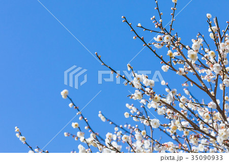 青い空と梅 空 白梅 白い梅の花 梅林 梅の林 たくさんの花 春の観光スポット 青い空と梅 空 白梅 白い梅の花 梅林 梅の林 たくさんの花 春の観光スポット 35090933