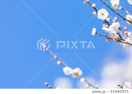 青い空と梅 空 白梅 白い梅の花 梅林 梅の林 たくさんの花 春の観光スポット 青い空と梅 空 白梅 白い梅の花 梅林 梅の林 たくさんの花 春の観光スポット 35090955
