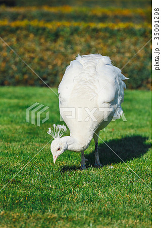 albino Peacock at Wallenstein Garden in Prague albino Peacock at Wallenstein Garden in Prague 35091298