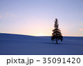 夕暮れの雪の丘の一本の木 35091420